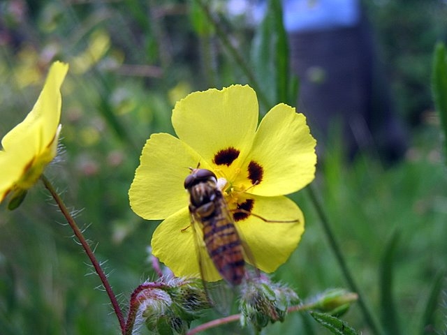 Hélianthème à gouttes